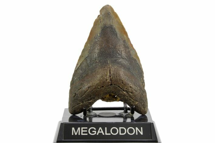 Bargain, Fossil Megalodon Tooth - North Carolina #373118
